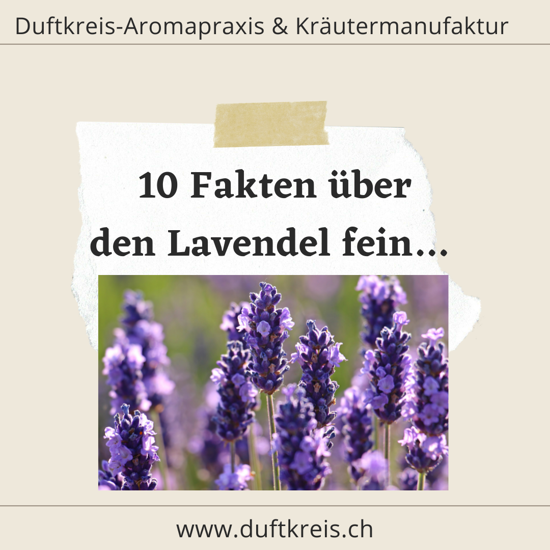 10 Fakten über das äth. Öl des Lavendel fein