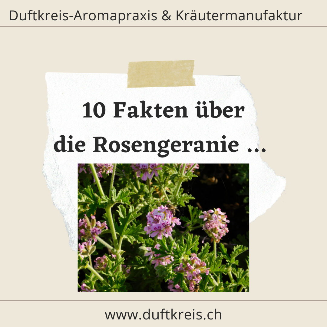 10 Fakten über das äth. Öl der Rosengeranie