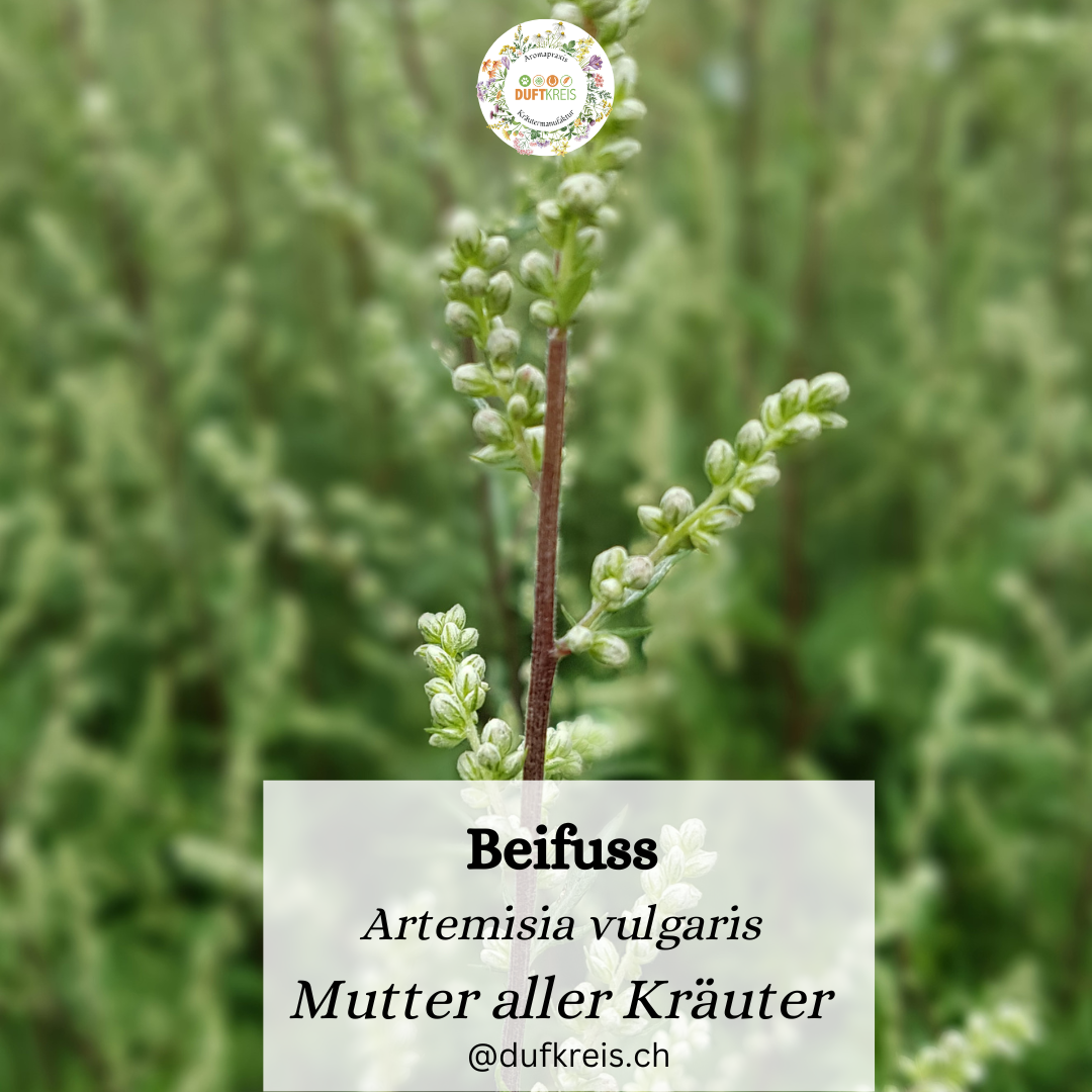 Beifuss - Mutter aller Kräuter