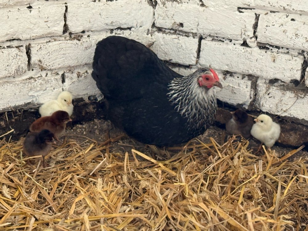 Unsere Flatterbande 