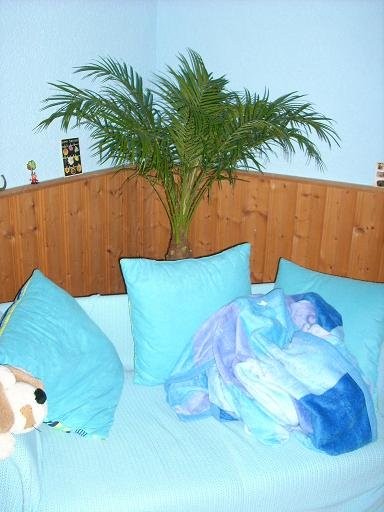 Palme