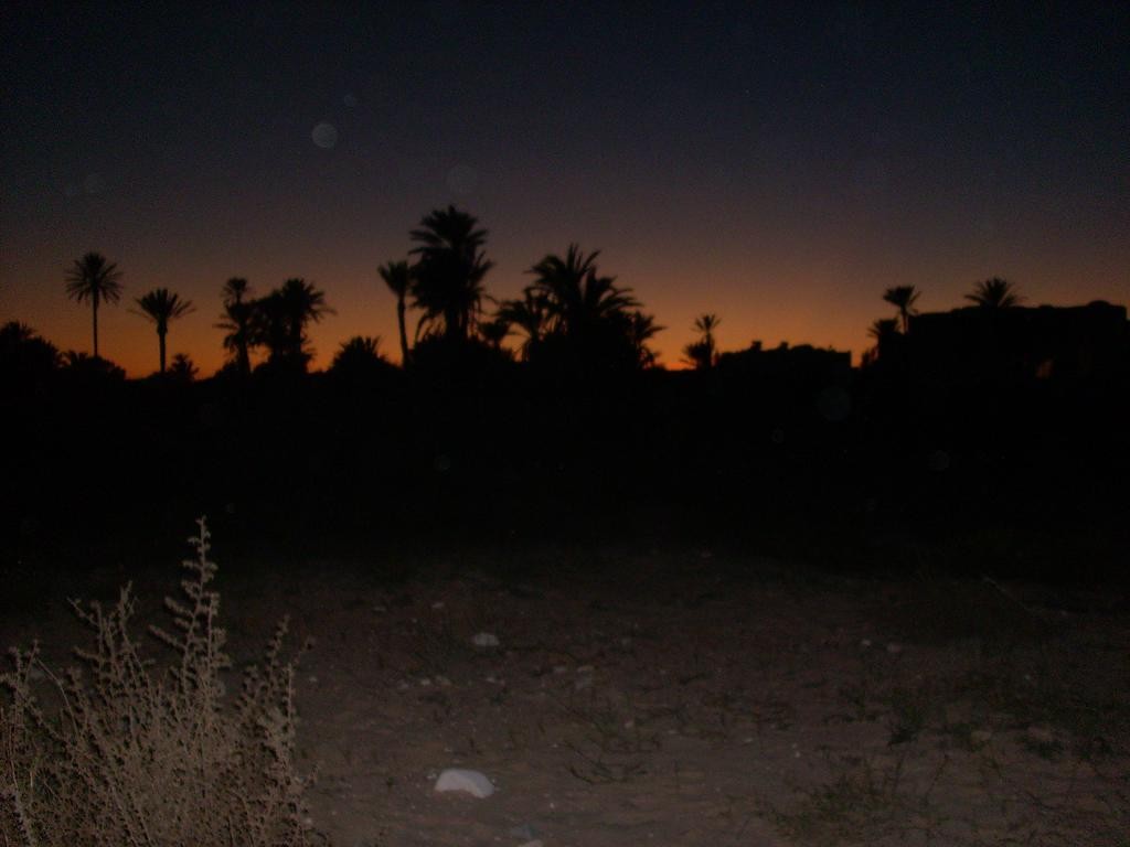 Palmen im Abendlicht