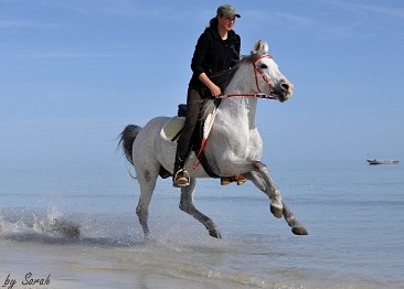 fliegen am Strand