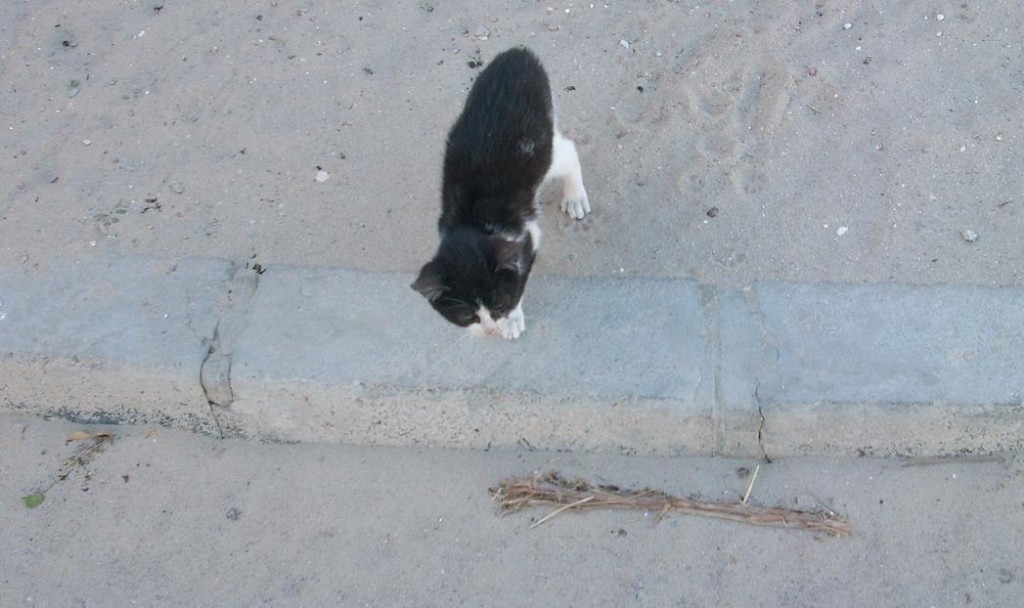 junge Katze vor Hotel
