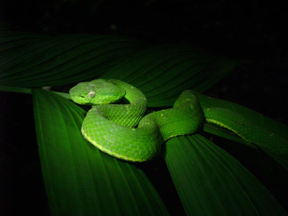 Arenal night hike clearance