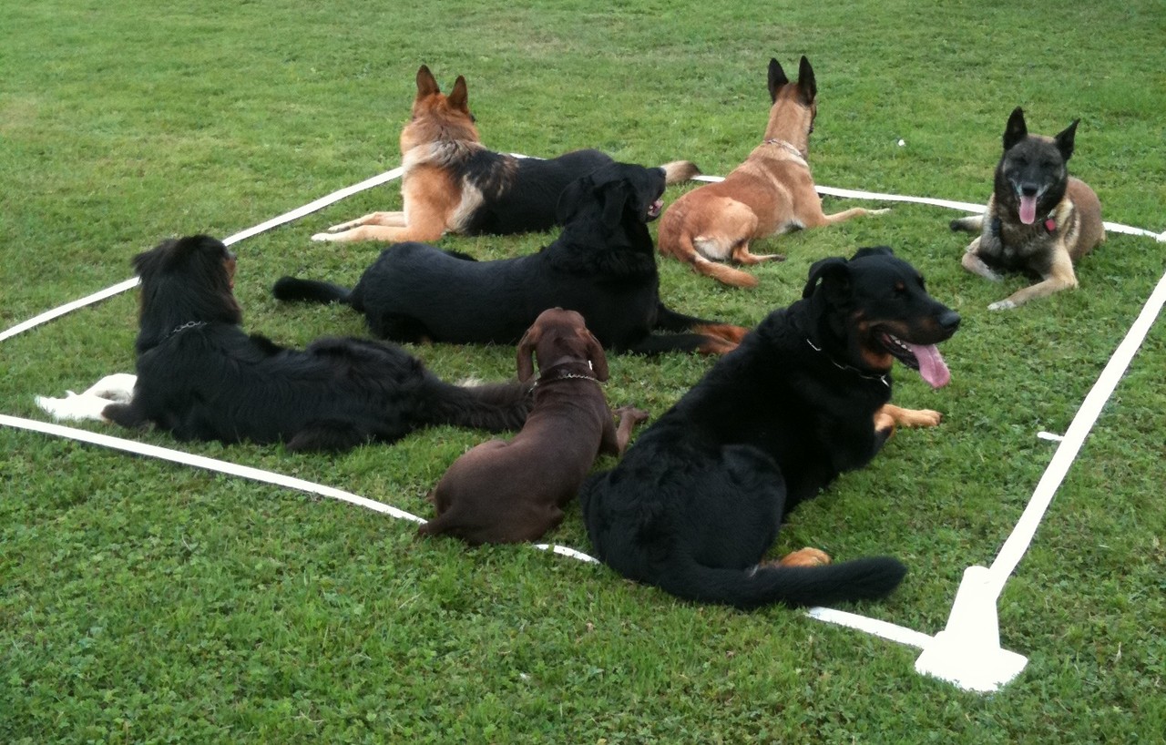 dressage chien robion