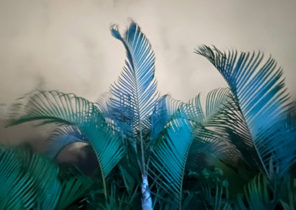 plantas milagrosas _07