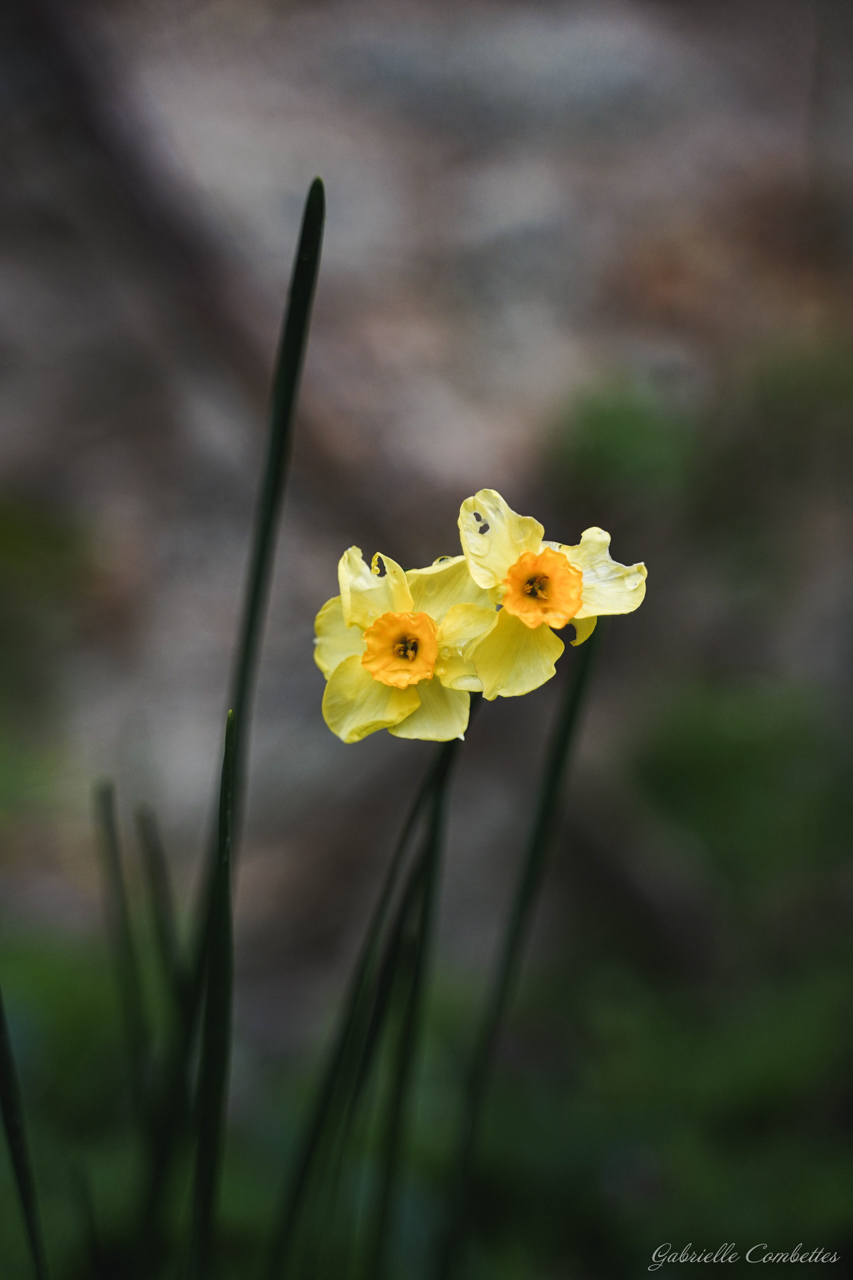 Paysages Fleurs Animaux Gabrielle Combettes Photographe