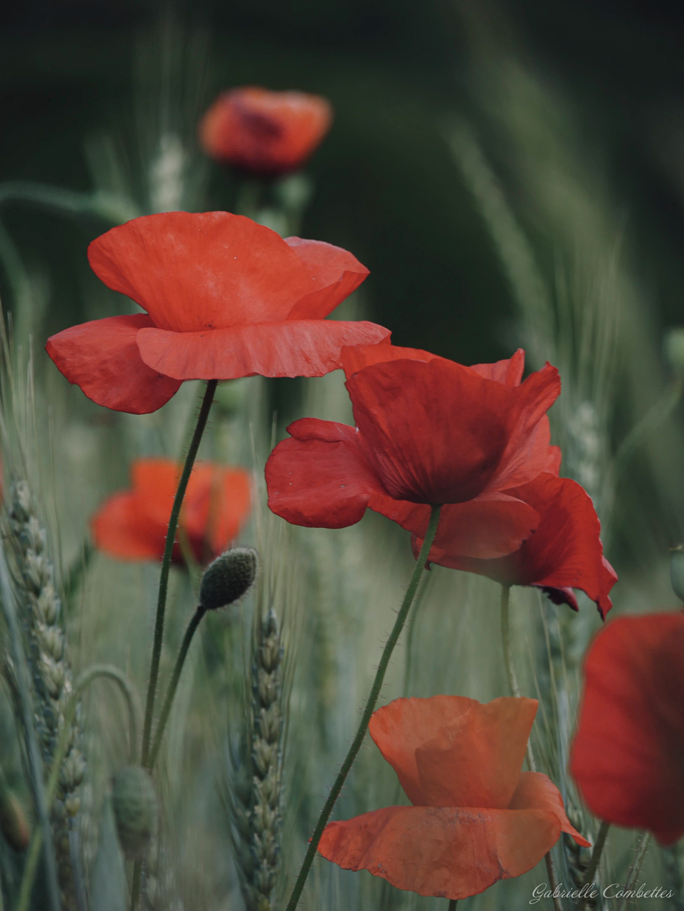 Paysages Fleurs Animaux Gabrielle Combettes Photographe