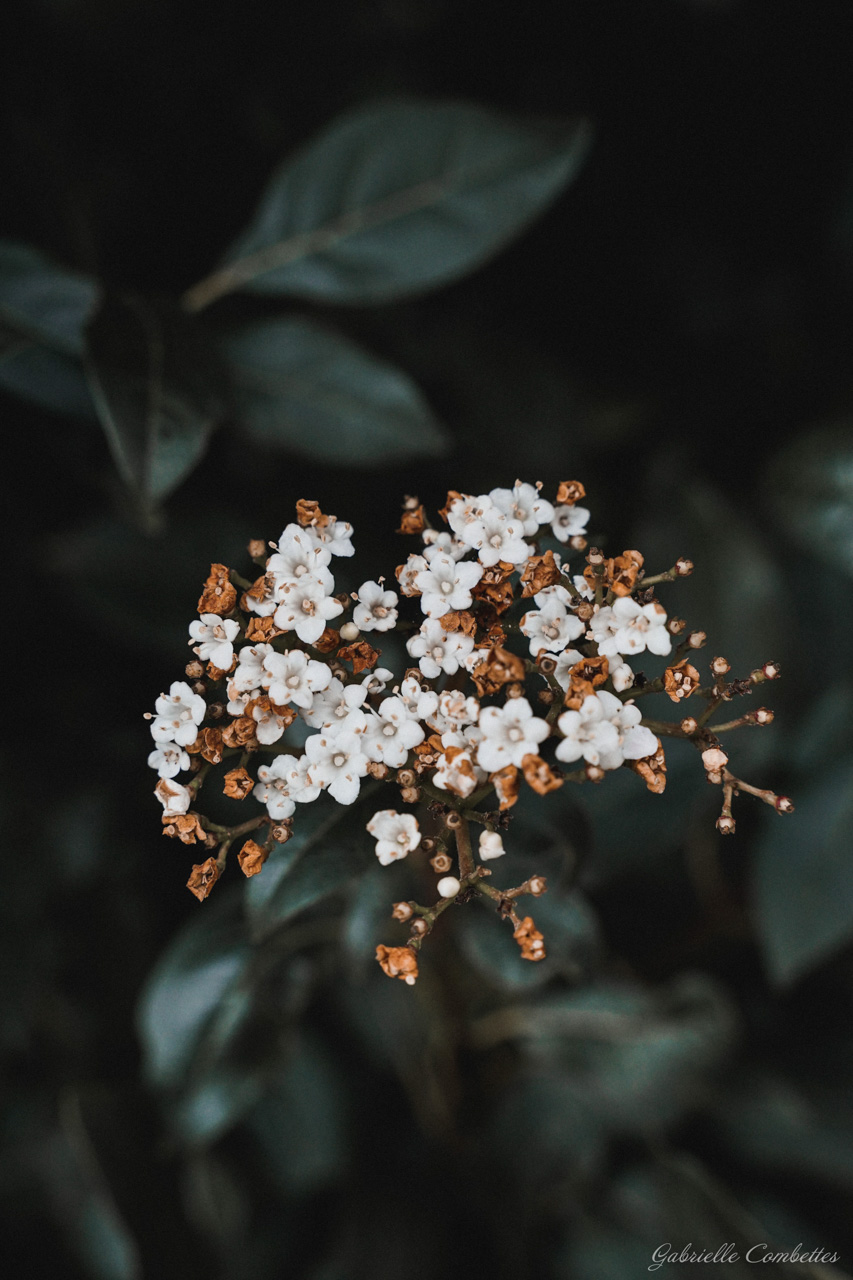 Paysages Fleurs Animaux Gabrielle Combettes Photographe