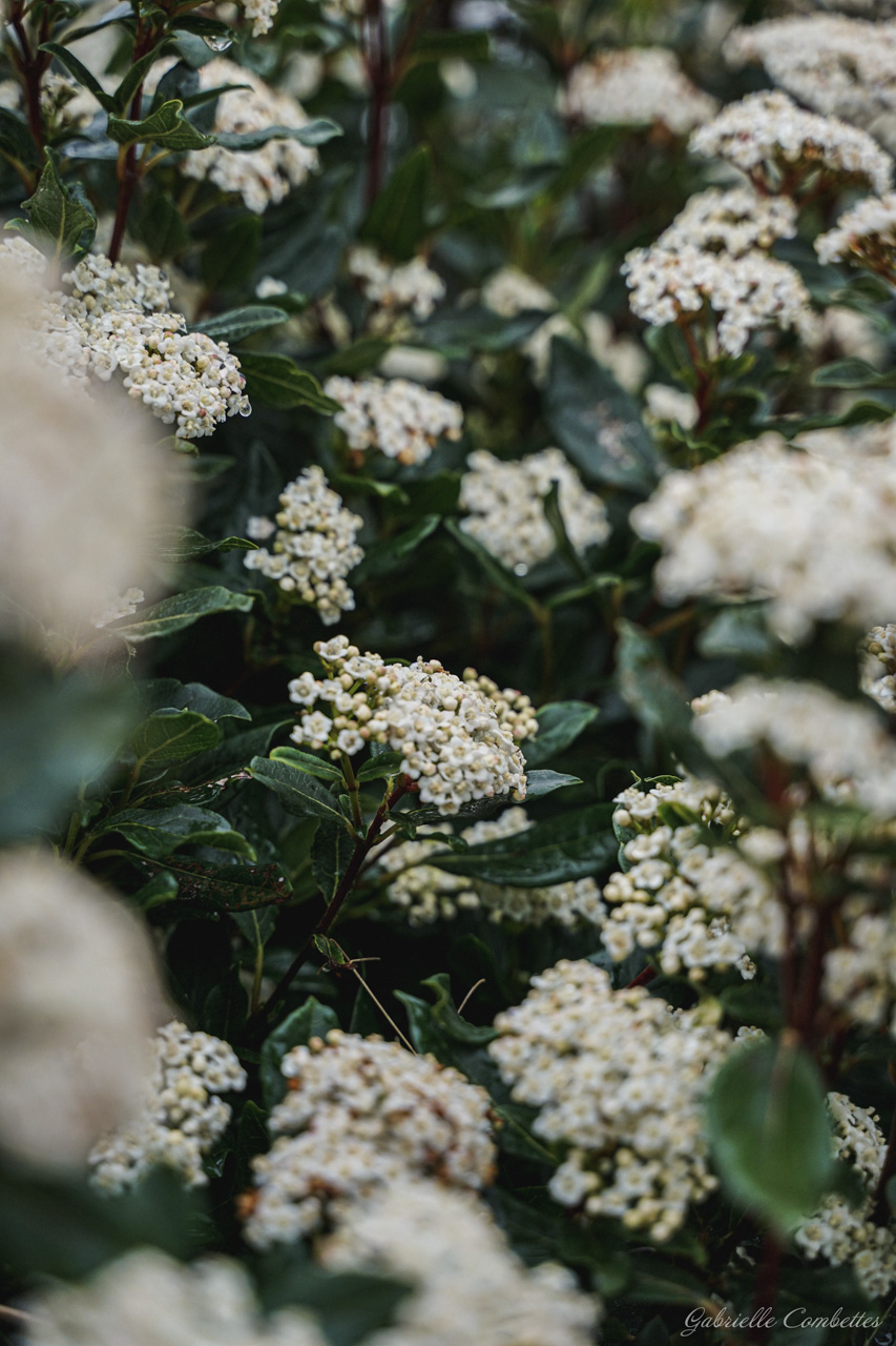 Paysages Fleurs Animaux Gabrielle Combettes Photographe