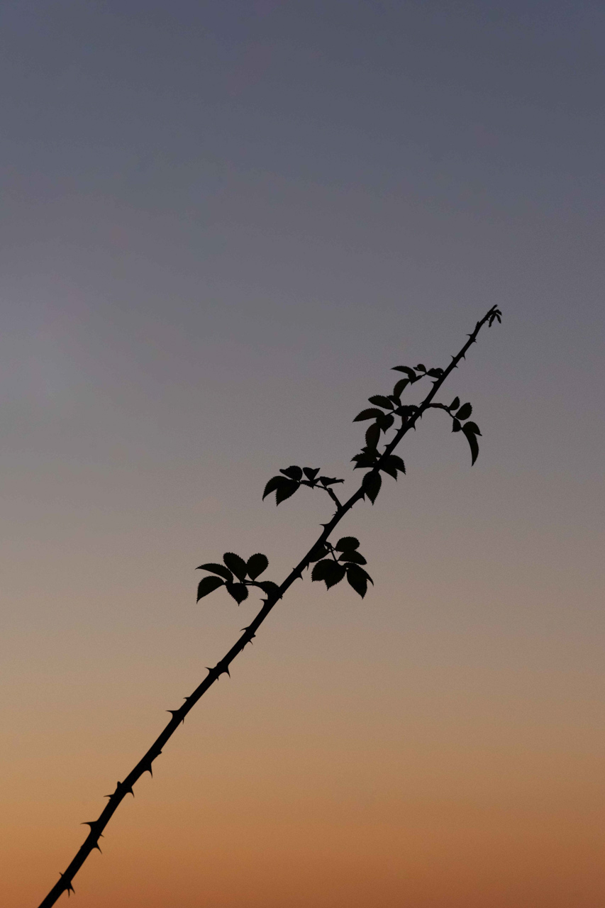 Paysages Fleurs Animaux Gabrielle Combettes Photographe