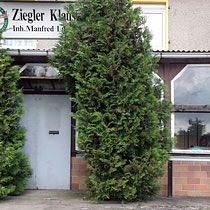 zieglerklause (1)