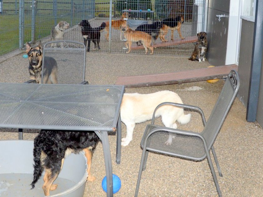 Tierschutz: Aufnahme ausländischer Hunde im SCHNAUZERL
