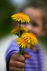Image:by MissMessie CC BY-SA 2.1 JP