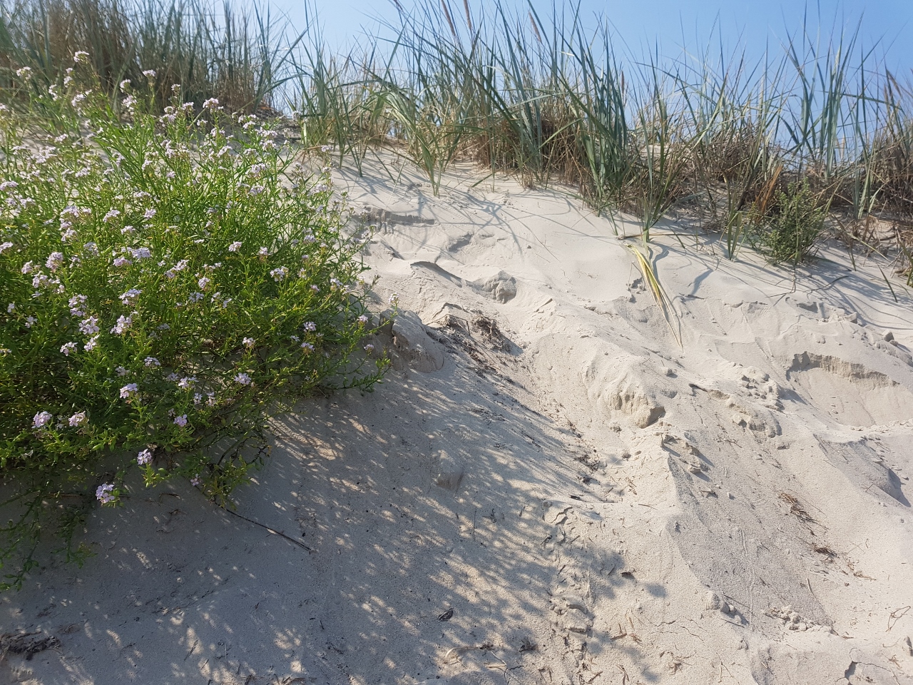 Langeoog Strand