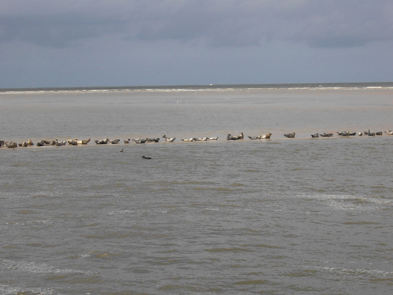 Wangerooge Seehundbank
