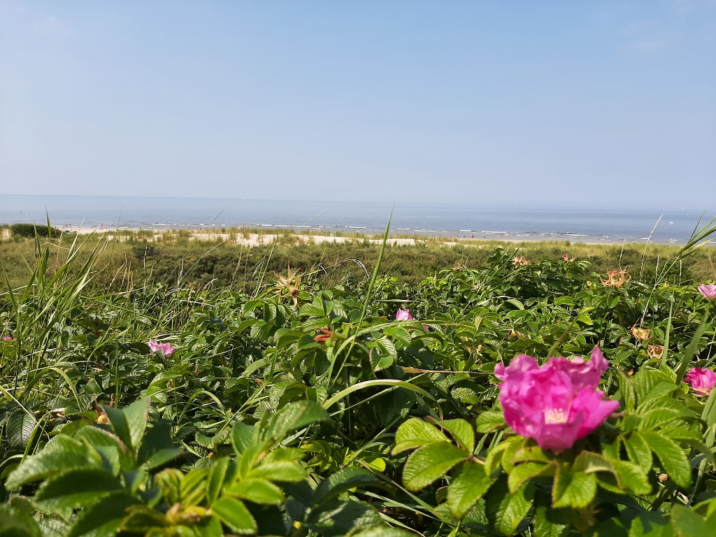 Langeoog Dünen