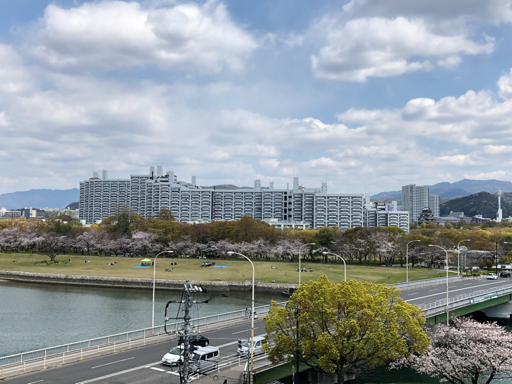 本川河川敷の桜並木・通路からの眺望