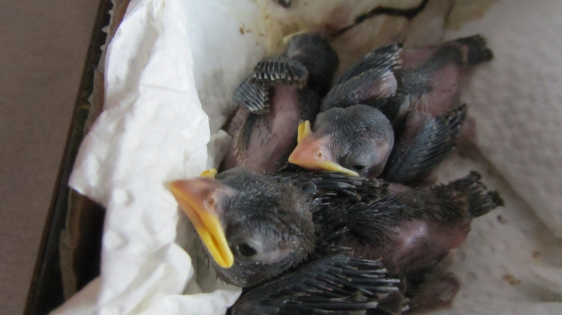 3 junge Spatzen, denen man das Nest runtergeschlagen hatte. (Foto © Jenewein-Stille)
