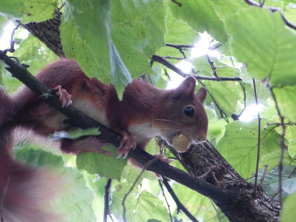 Afbeeldingsresultaat voor b &b de uelenspieghel