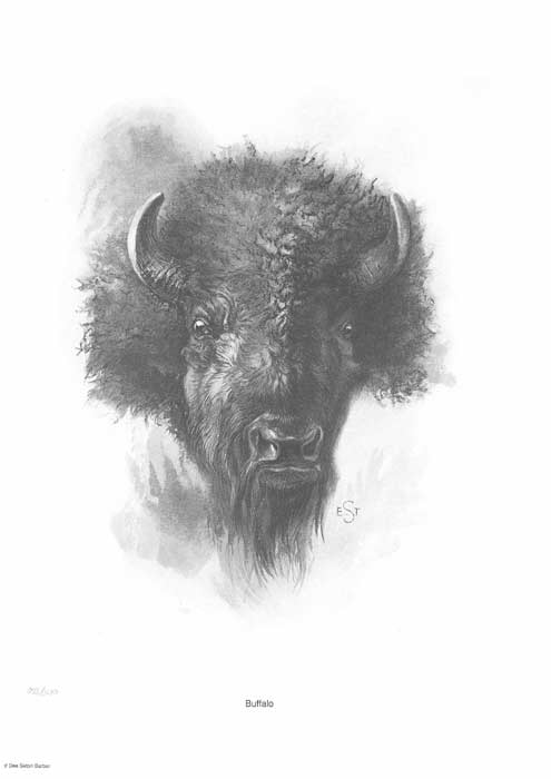 ETS Bison