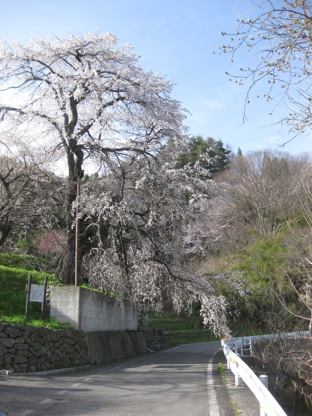 池田町唯一の枝垂桜