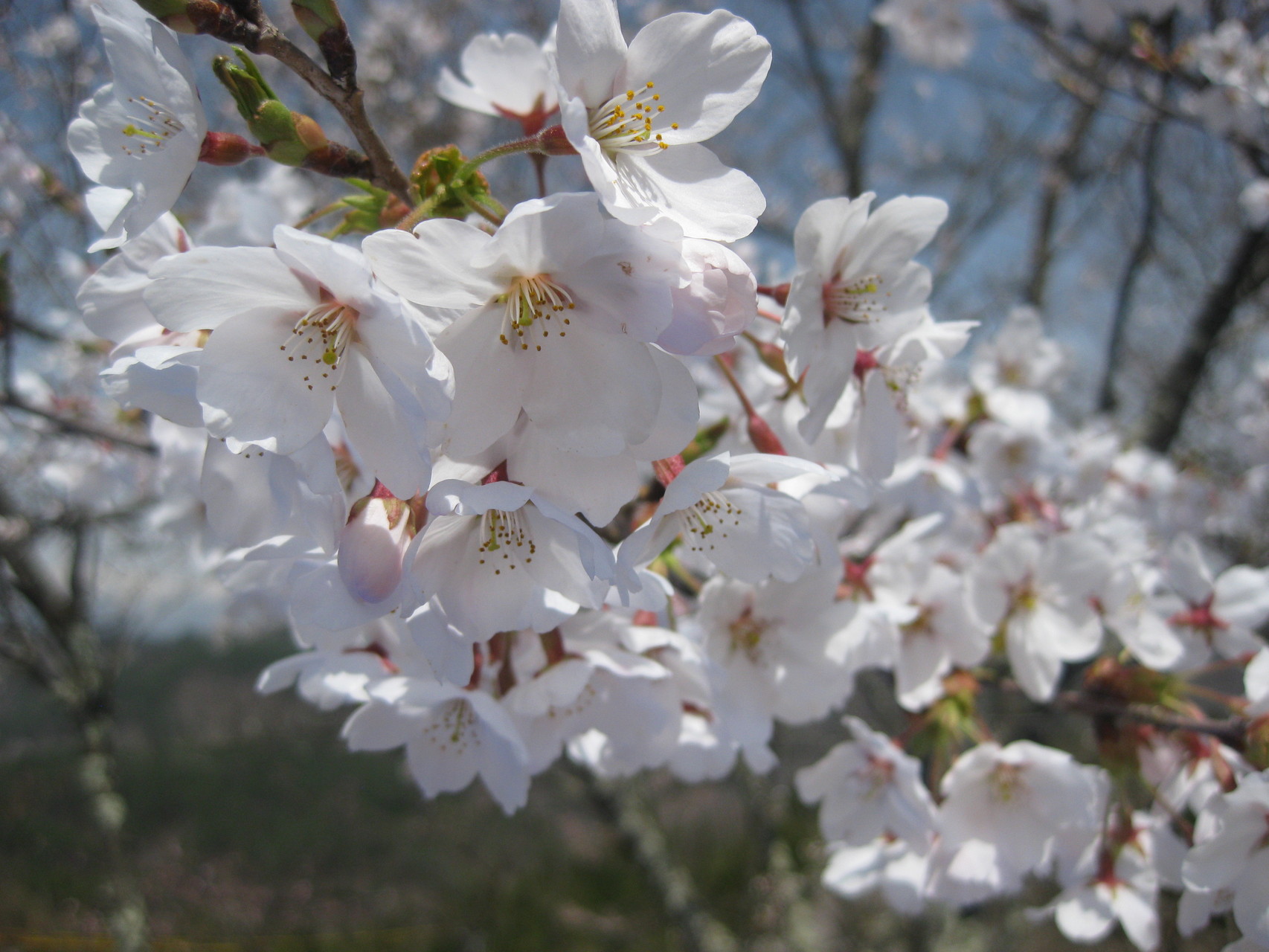 二本松跡の桜