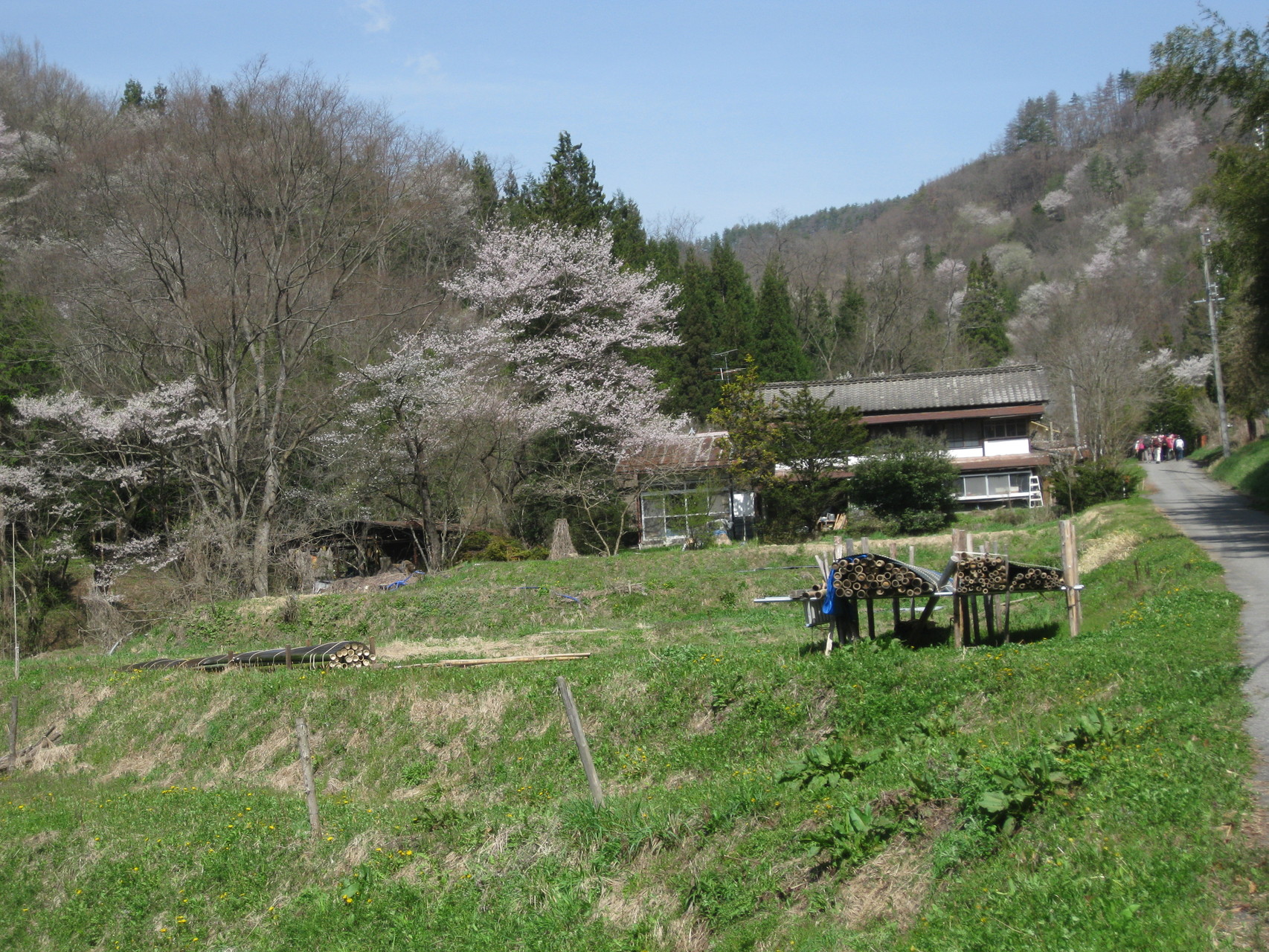 日向地区の桜