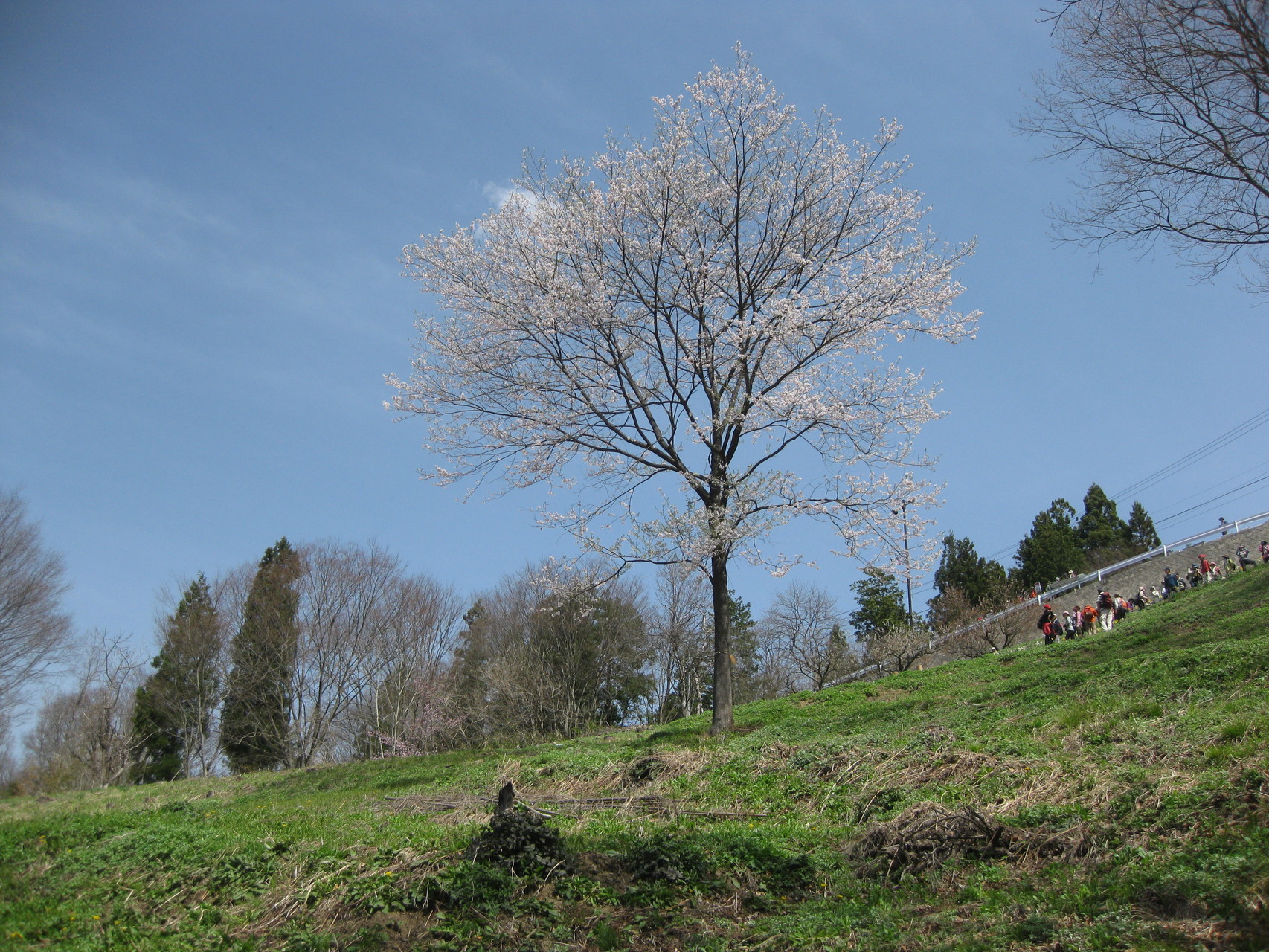 豊盛の桜