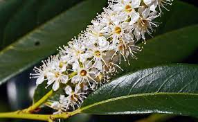 Laurier du Caucase en fleurs