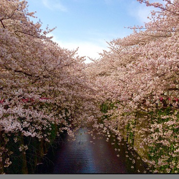 目黒川の桜