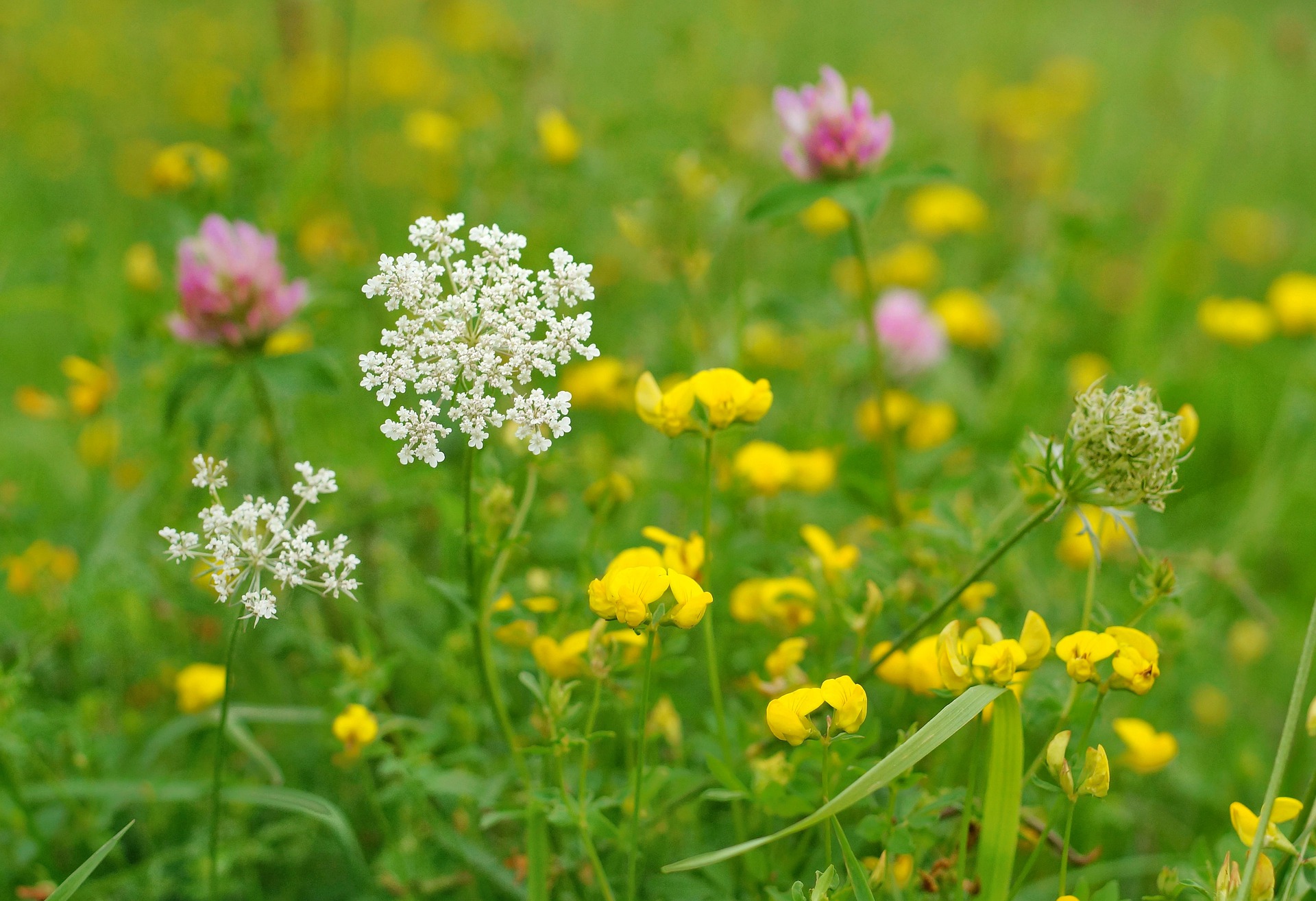 Kräuterrasen und Blumenwiesen in Hausgärten