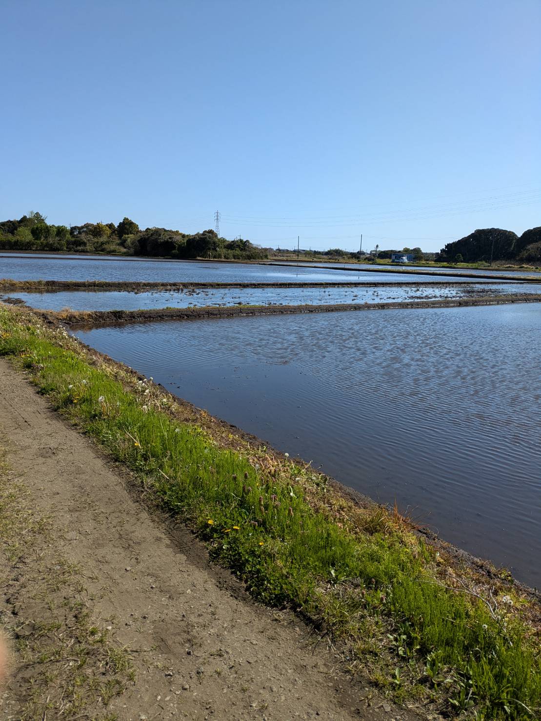 今年の田んぼの様子