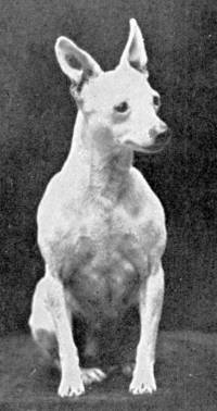 Miniatur Bullterrier 1906
