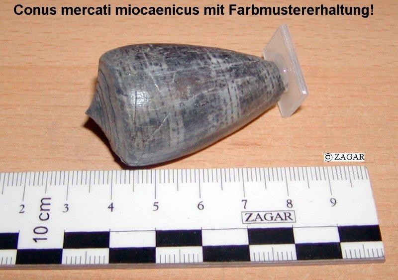 Die Sedimentation von Weitendorf (Badenien) - fossiliensammler austria