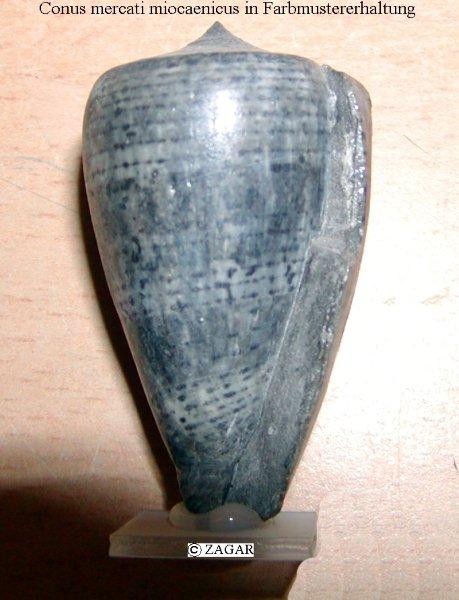 Die Sedimentation von Weitendorf (Badenien) - fossiliensammler austria