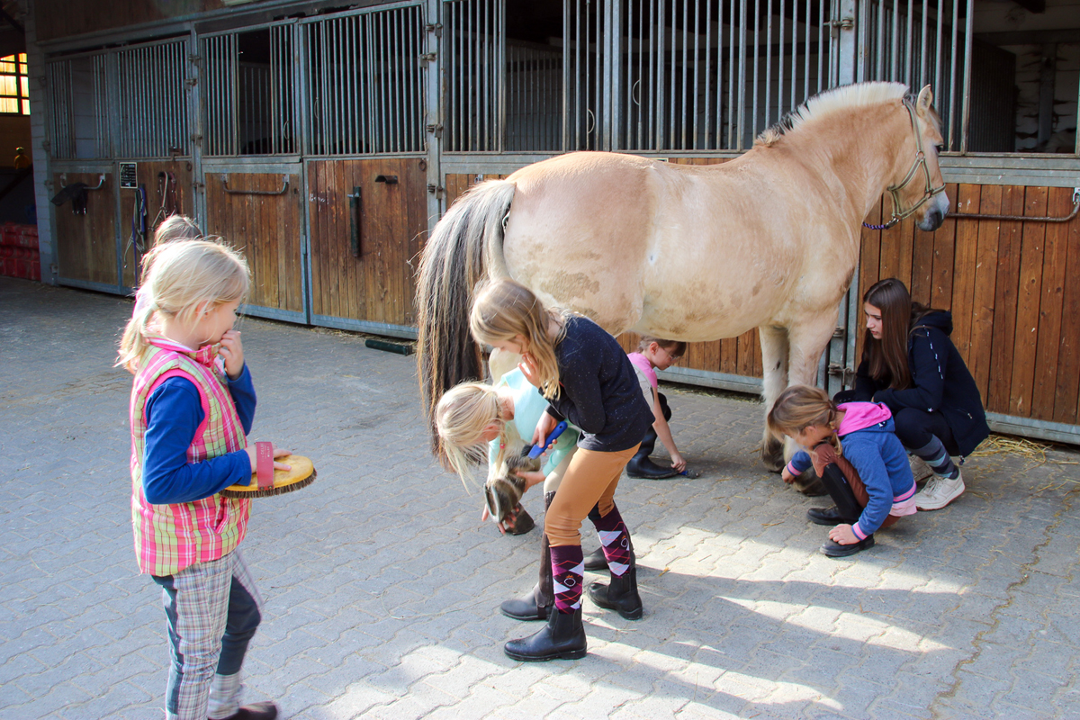 Gruppen-Putzen: Schulpony Emil wird von allen Seiten hübsch gemacht