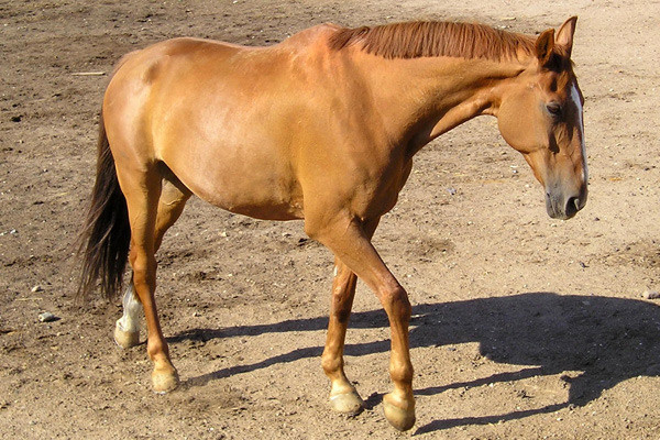 Leo (eigentlich Leonidas) wurde 1987 geboren und kam im Januar 2001 als ehemaliges Turnierpferd zur RSG. Dressur und Voltigieren waren seine Lieblingsdisziplinen. Zum Jahresende 2009 musste er uns aufgrund gesundheitlicher Probleme verlassen.