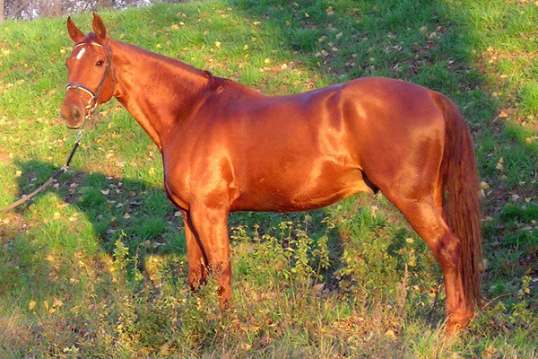 Giacomo, geboren 1988, kam 1998 zusammen mit Ludwig auf den Wiesenhof. Ende September 2008 schied er im stolzen Alter von 20 Jahren aus dem Reitschulbetrieb aus.