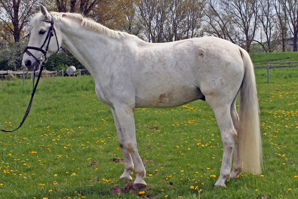 Ludwig (eigentlich Lanciano), 1987 geborener Holsteiner, kam im August 1998 auf den Wiesenhof. Das ehemalige Springpferd schulte um auf Dressur- und Voltigierpferd und blieb bis Juni 2011.