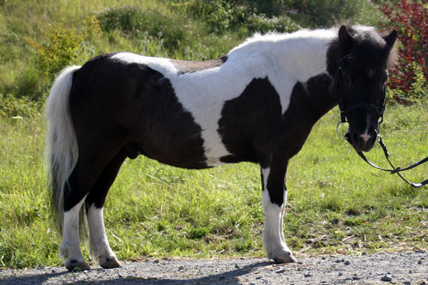 Teddy, ein Shetlandpony, kam im Februar 2010 zusammen mit seiner Freundin Stella zu uns. Der Rentner genoss die Aufmerksamkeit Kinder und die Gesellschaft von Stella bis März 2014, als die beiden uns verlassen mussten.