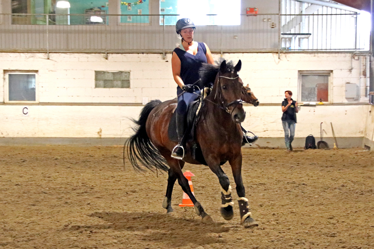 Neuer Kurs: Western Horsemanship