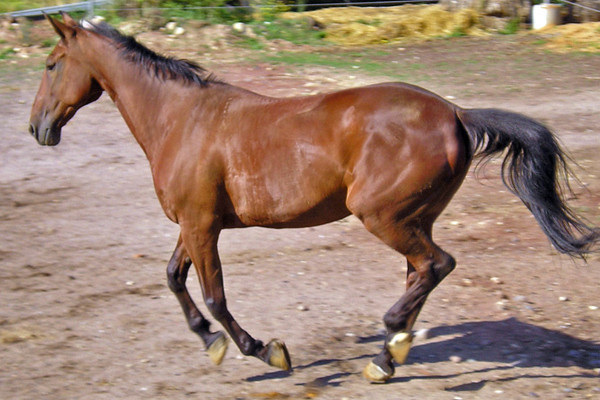 Pamela, geboren 1988, kam als ehemaliges Trabrennpferd im Jahr 1998 auf den Wiesenhof. Im Mai 2011 ging sie in Rente und zog gemeinsam mit Tino um auf eine Koppel.