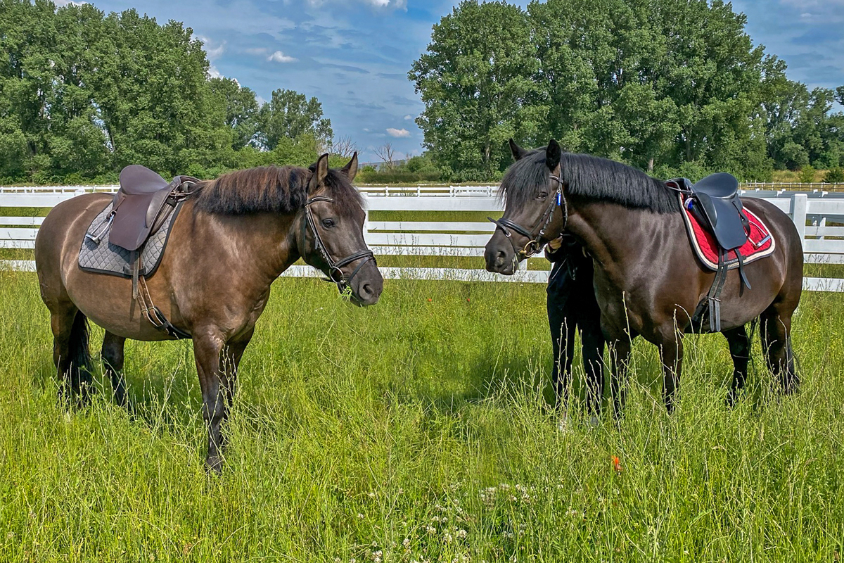 Neue Sättel für neue Ponys