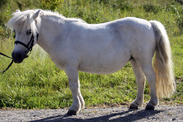 Stella, ein Shetlandpony, kam im Februar 2010 für ihre Rente auf den Wiesenhof. Sie teilte sich bis März 2014 eine Box mit Teddy, bevor die beiden Unzertrennlichen uns aus gesundheitlichen Gründen verlassen mussten.