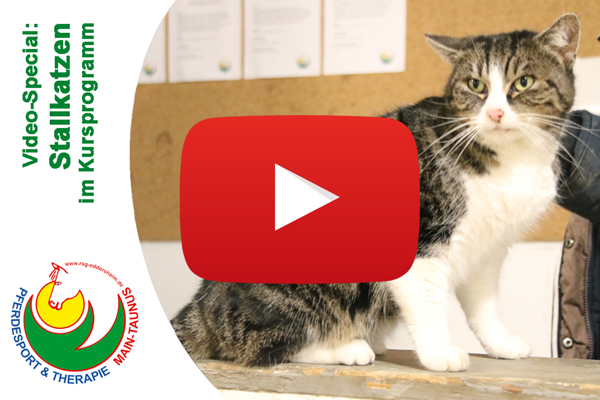 Neues Video: "Cat Content"