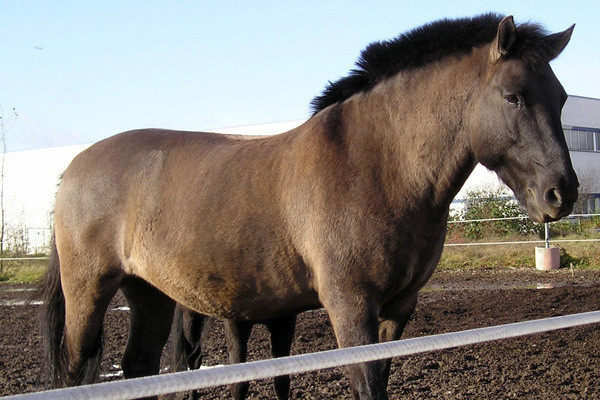 Smoky, geboren 1989 als Huzule mit dem Namen Hroby, kam 1993 und blieb als Herdenchef sehr lange. Ende März 2009 ging es in den wohlverdienten Ruhestand und mit seiner ehemaligen Reitbeteiligung auf die Koppel.