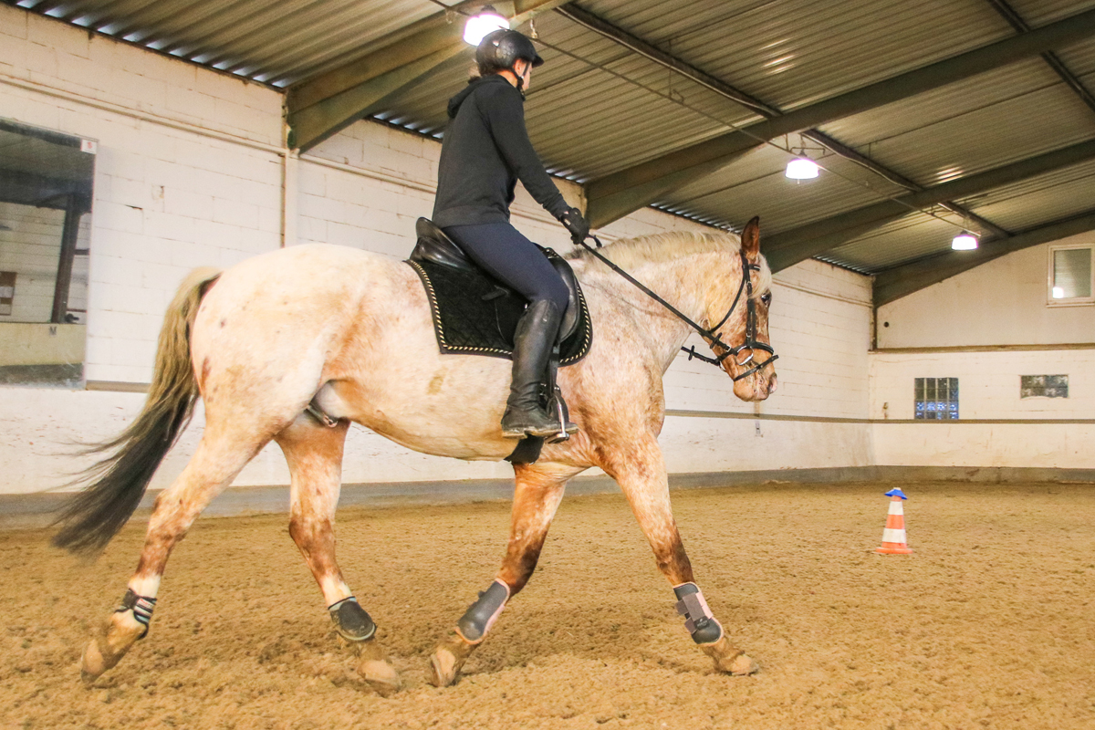 Neuer Kurs: Western Horsemanship