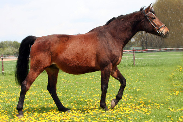 Lucky de Luxe, 1994 geborener Zweibrücker, kam im November 2004 zusammen mit Tino. Nach etwas mehr als 4 Jahren in Reitstunden und beim Voltigieren musste er uns Anfang 2009 aufgrund einer Sehnen-Erkrankung verlassen.